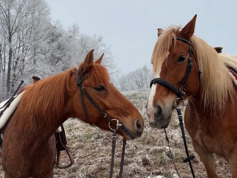 Kone z OZ Kone Gilianka